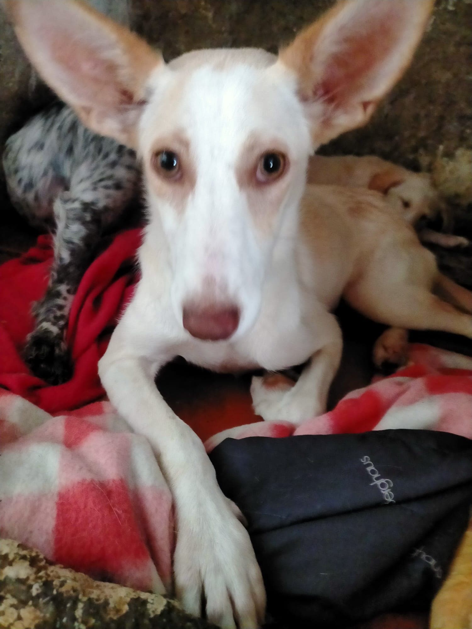 AMY EN ADOPCIÓN