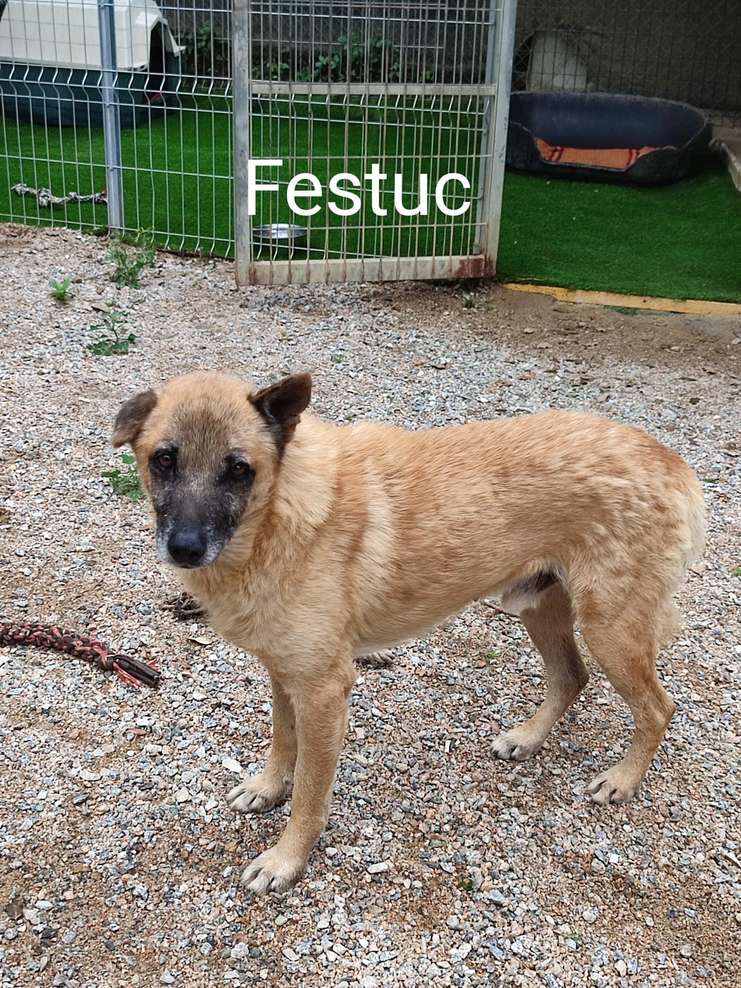 FESTUC - Foto 2