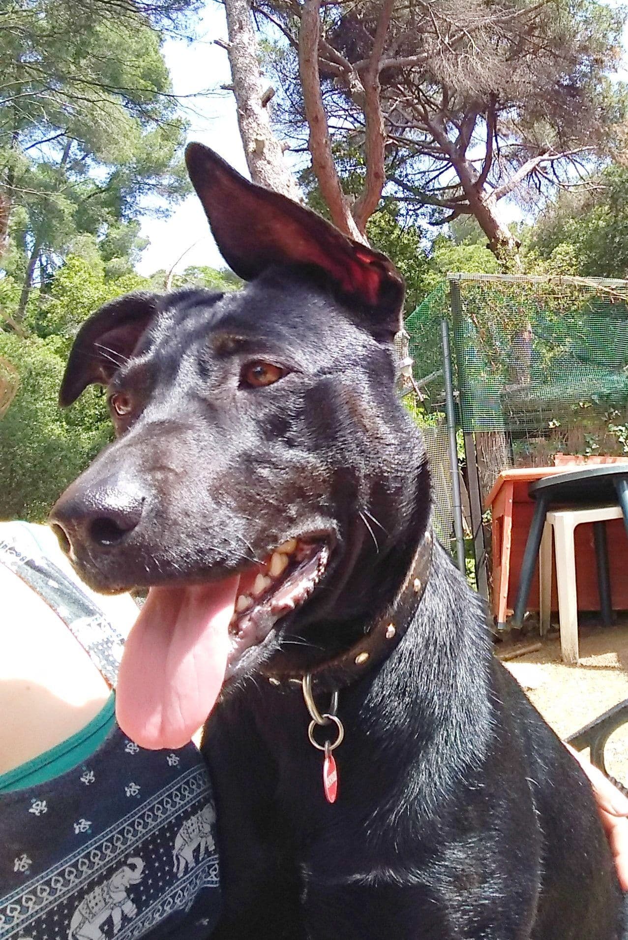Nora adoptada ! - Foto 3