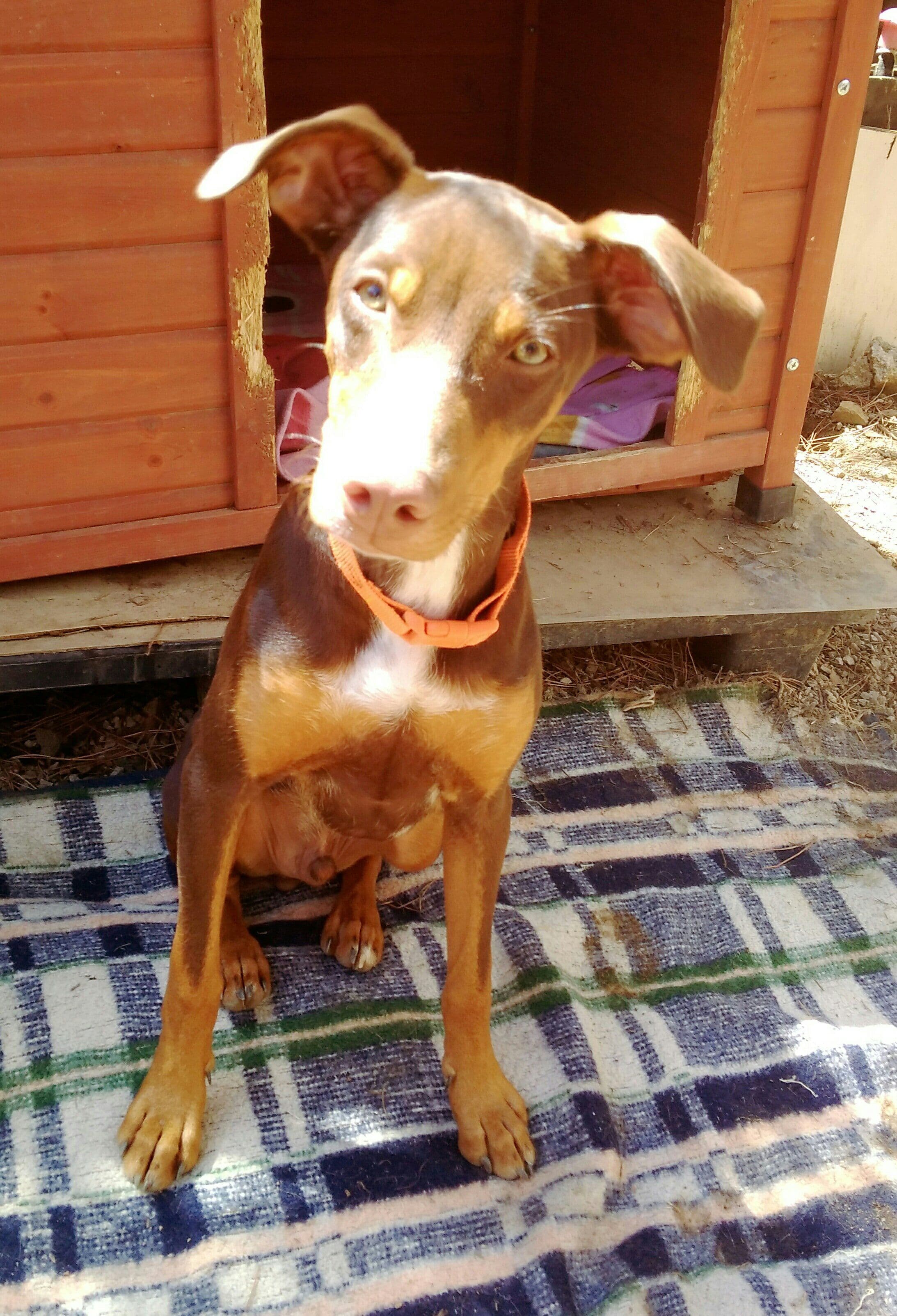 Togo adoptado!!