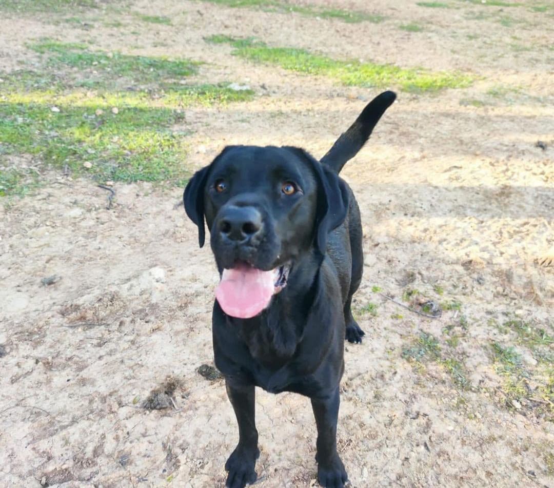 ZEUS ADOPTADO