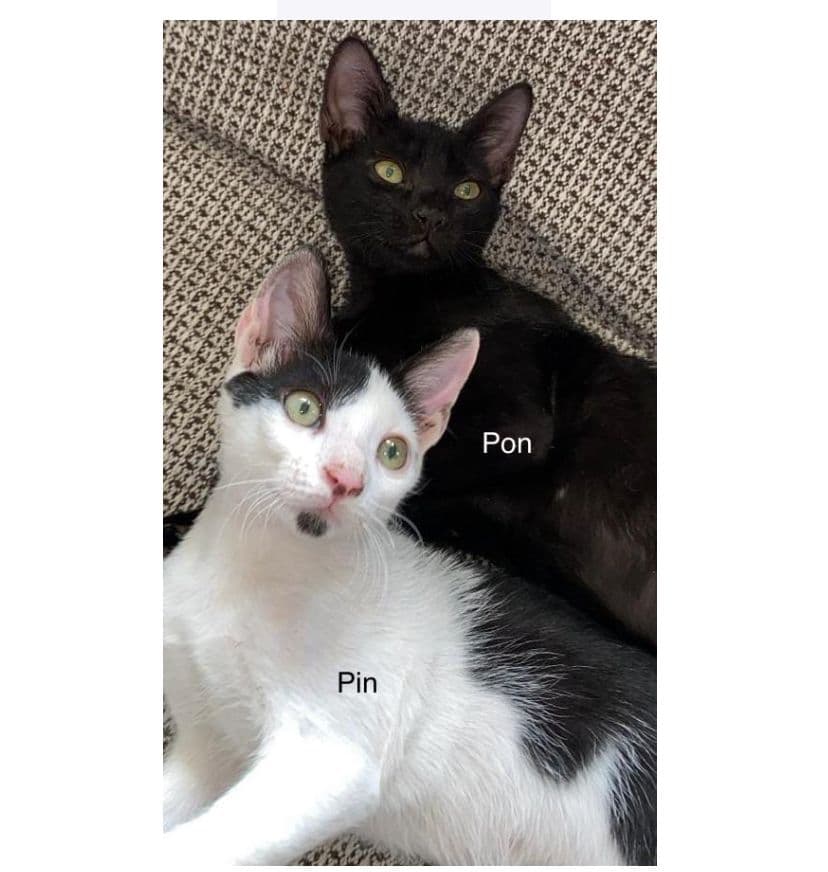 PIN I PON ADOPTADOS