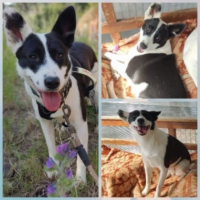 Aika en adopcio!🩷🐶
L’Aika ès una gosseta...