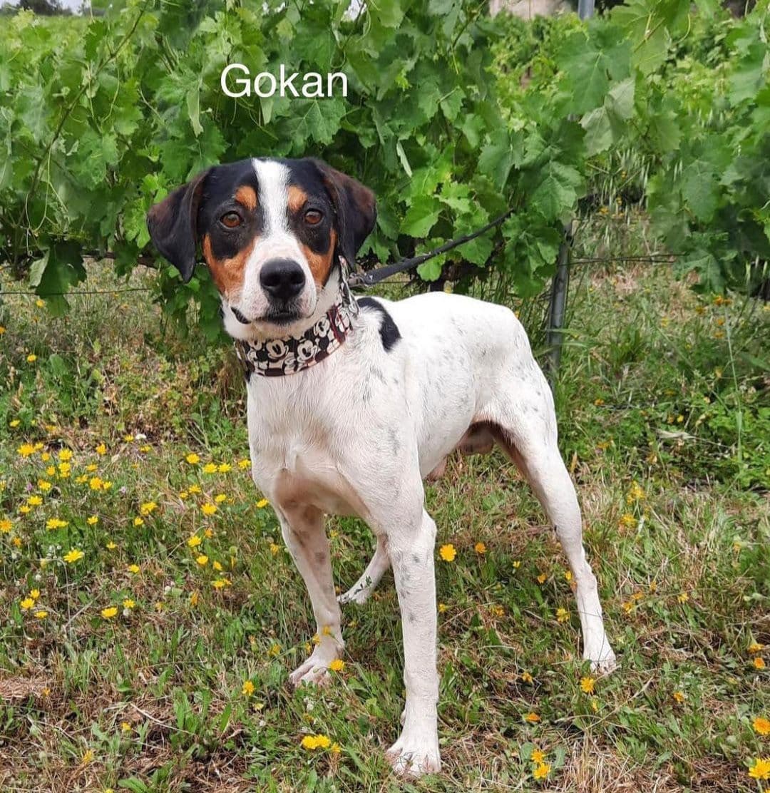 GOKAN ADOPTADO