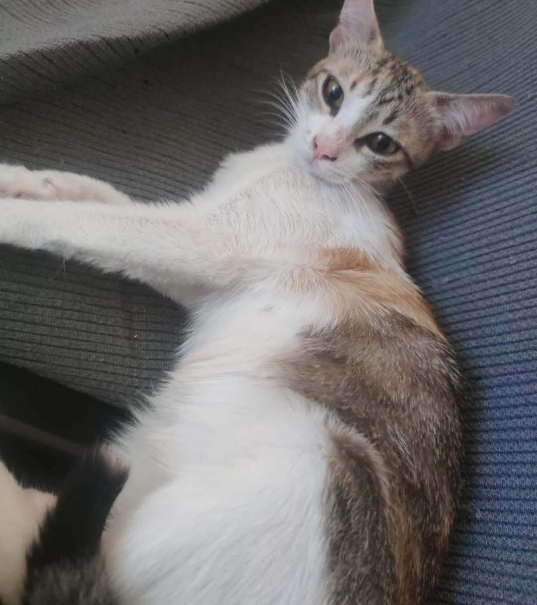LINDA ADOPTADA - Foto 1