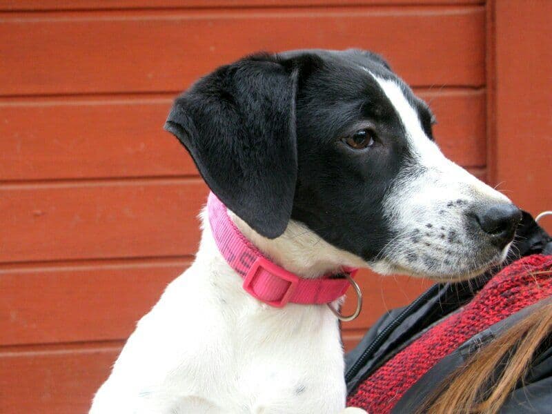 GRETA adoptada!