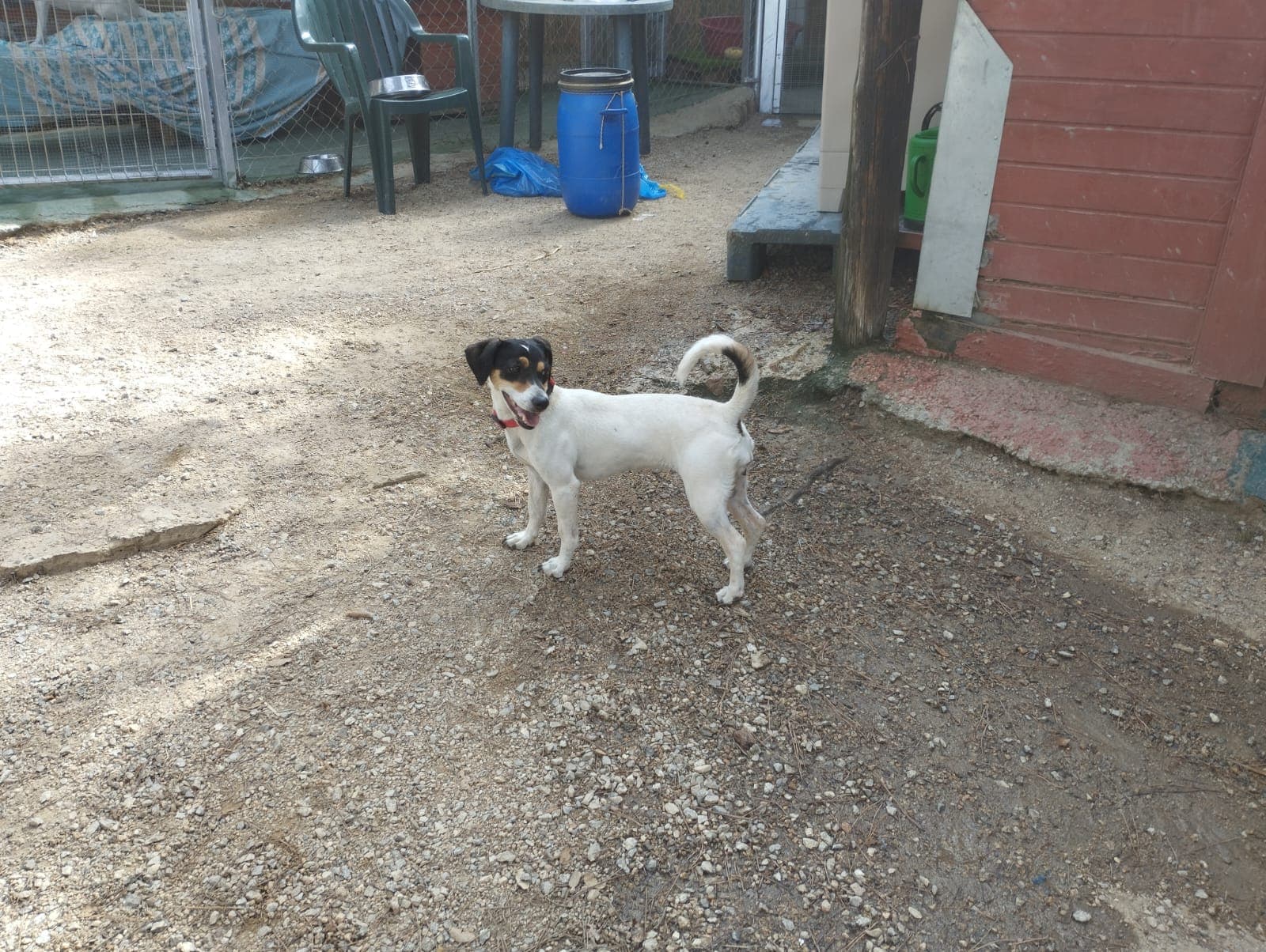 HOLLY EN ADOPCIÓN