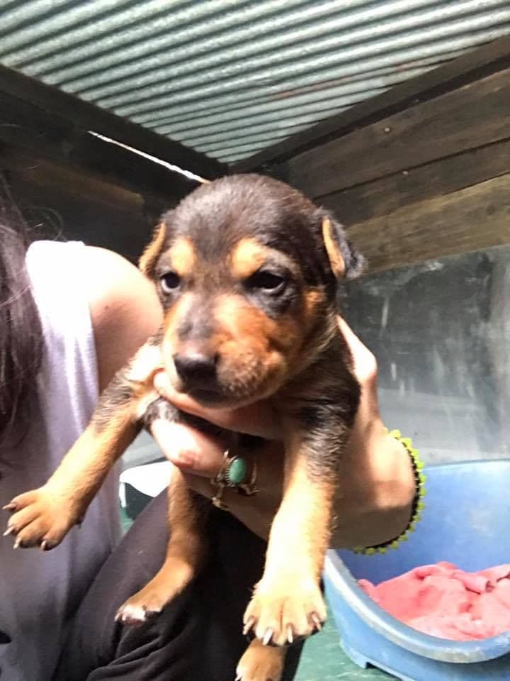 PRUNA, MADUIXA I CIRERA ADOPTADES! - Foto 3