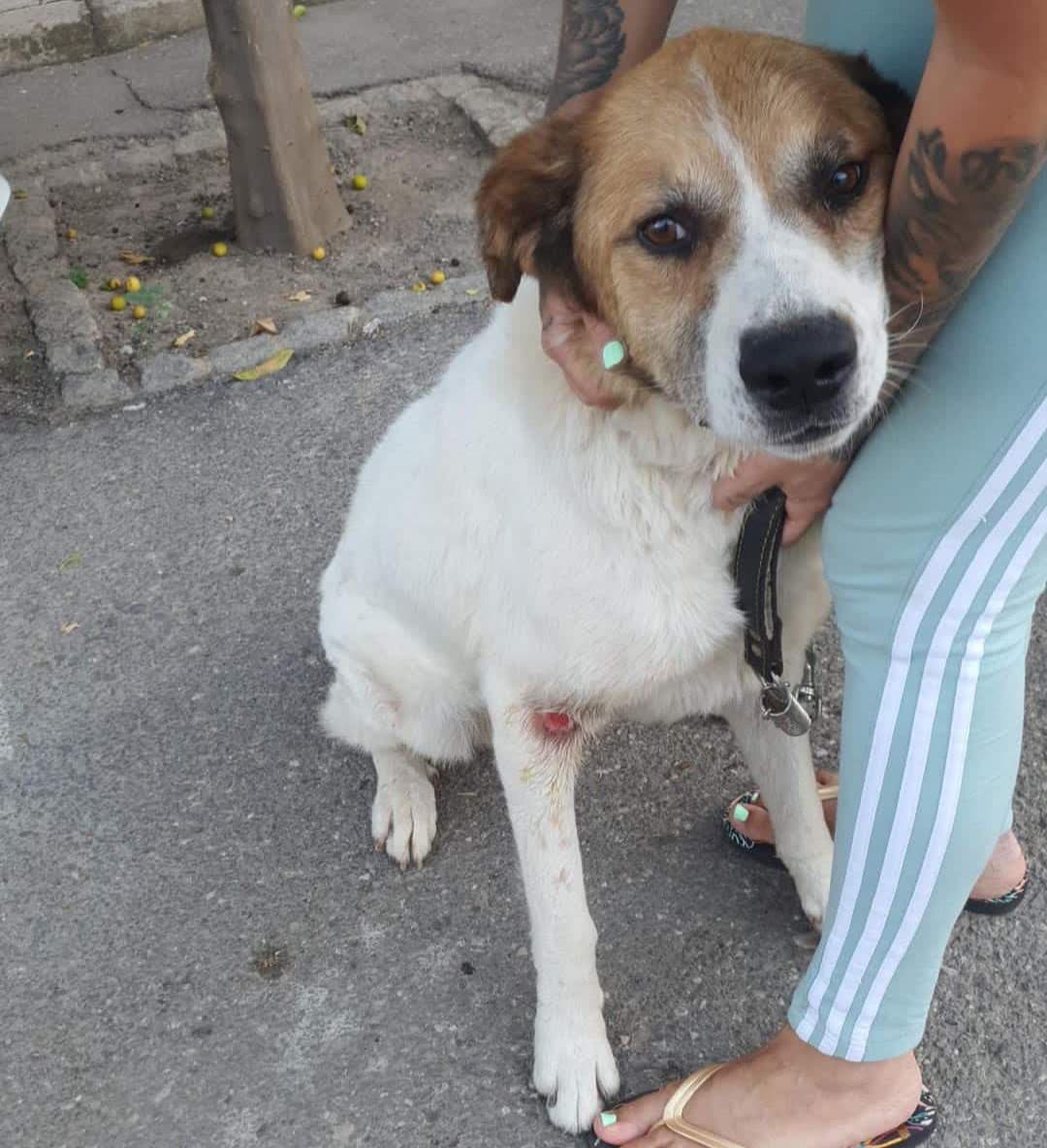 MARTÍN ADOPTADO