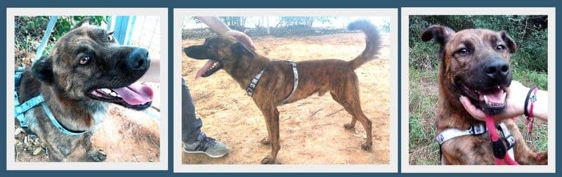 TANGO ADOPTADO!