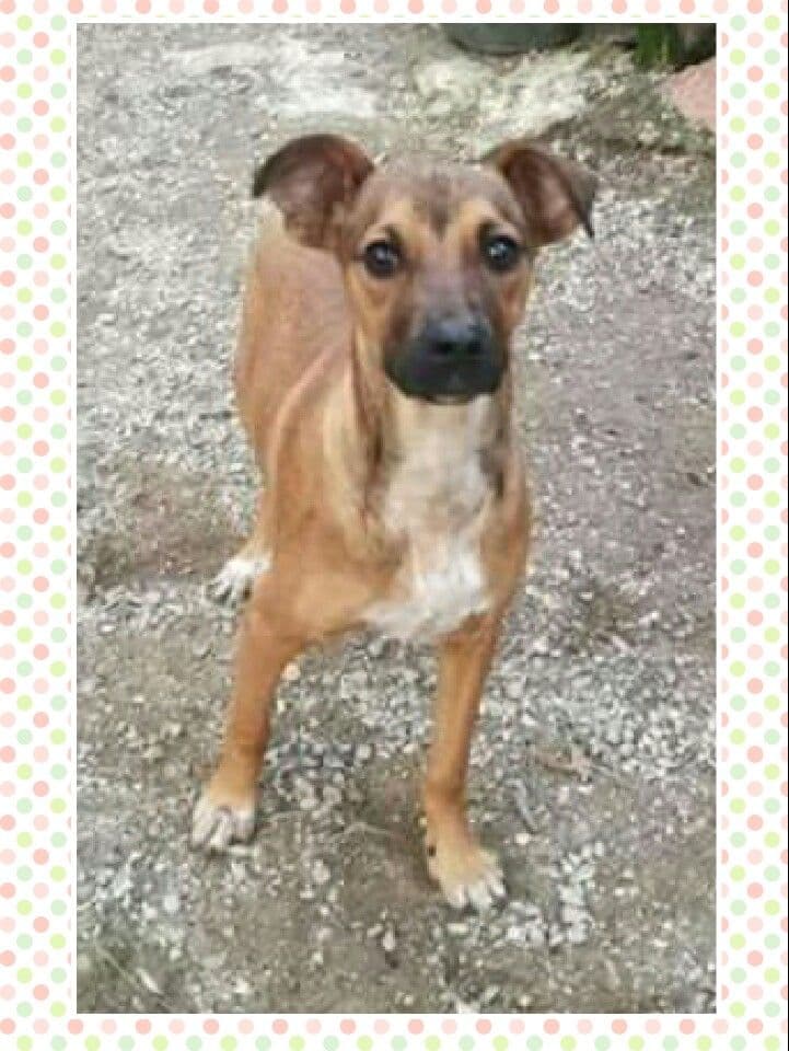 Arizona adoptada!