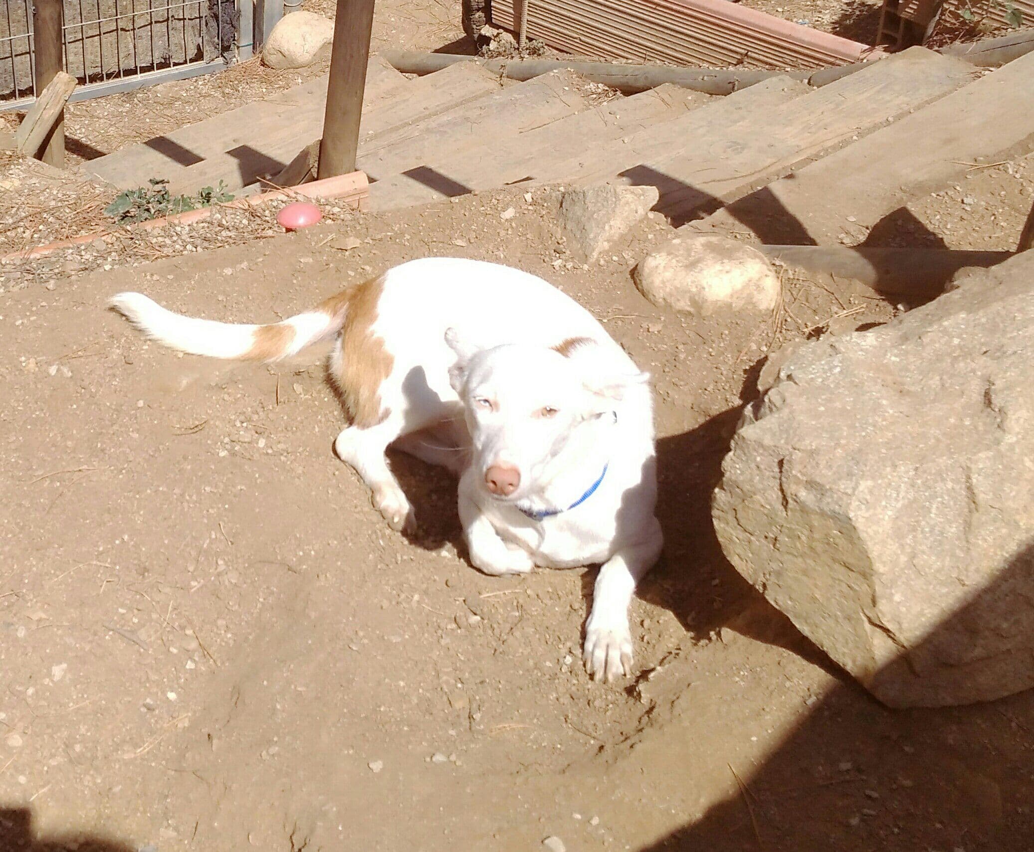 Nami adoptada! - Foto 1
