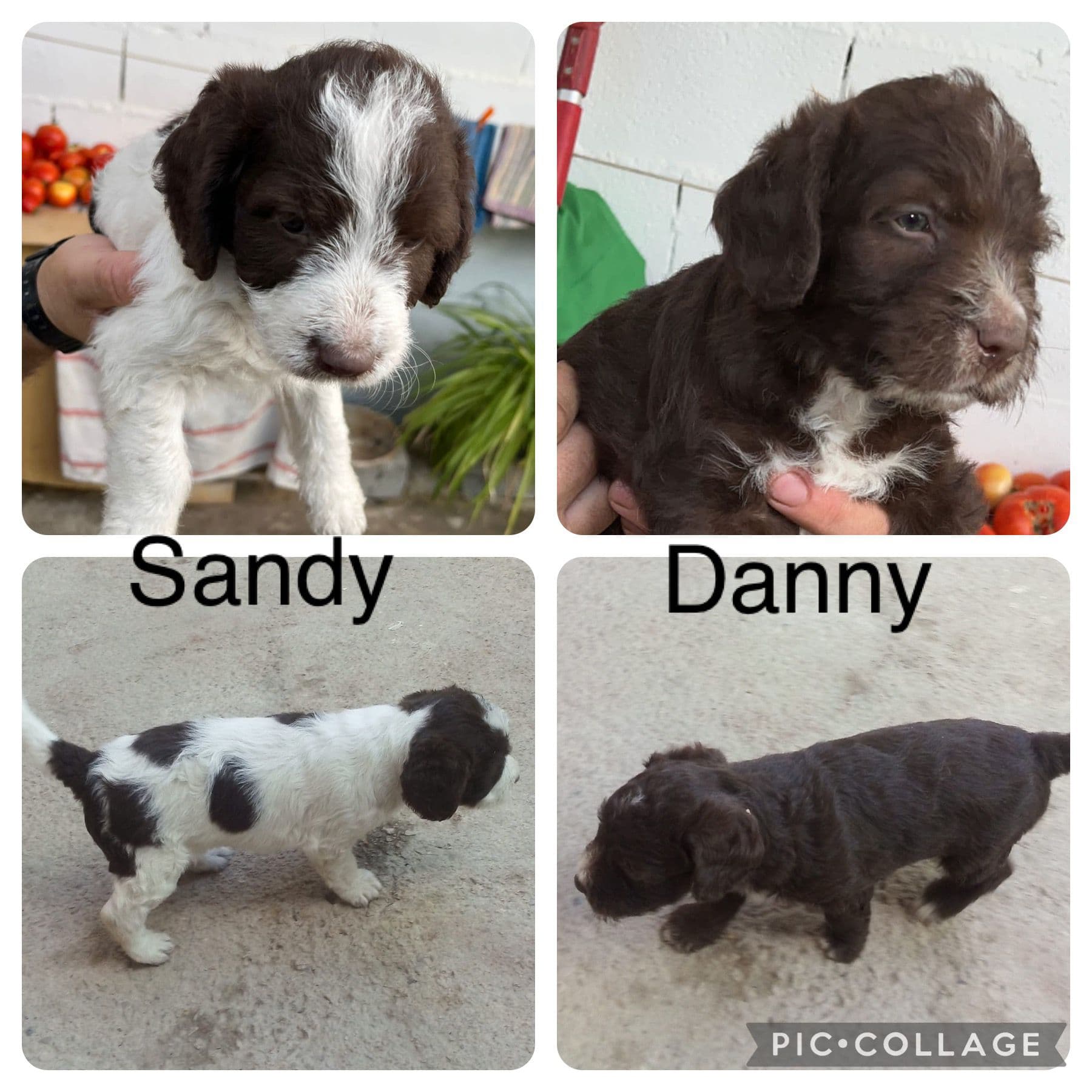 SANDY Y DANNY ADOPTADOS
