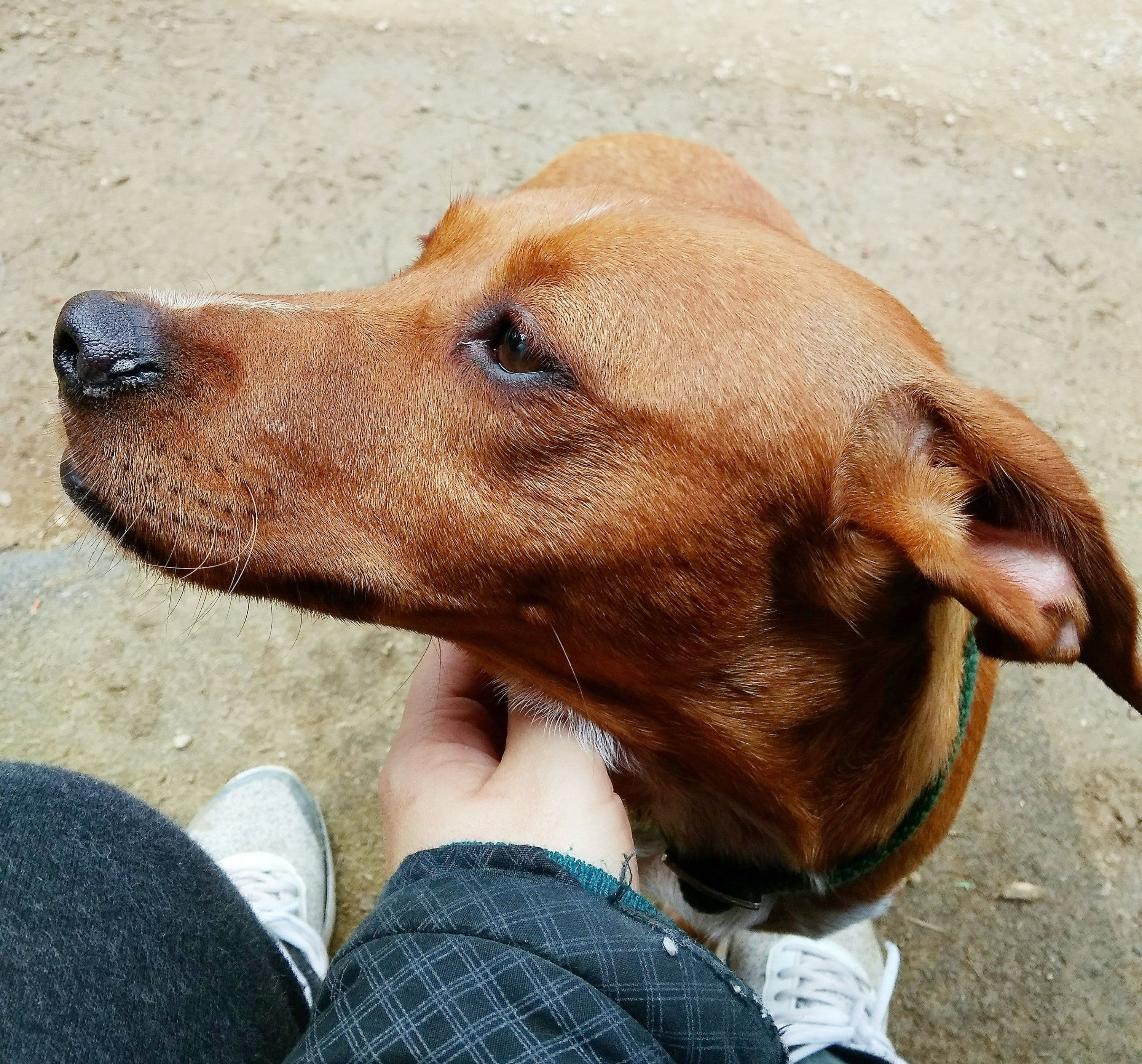 Penny adoptada!