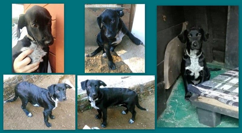 ARMANI adoptado!
