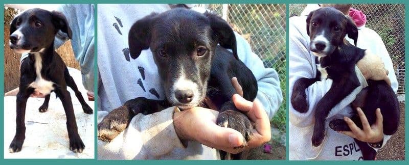 ARLO ADOPTADO!