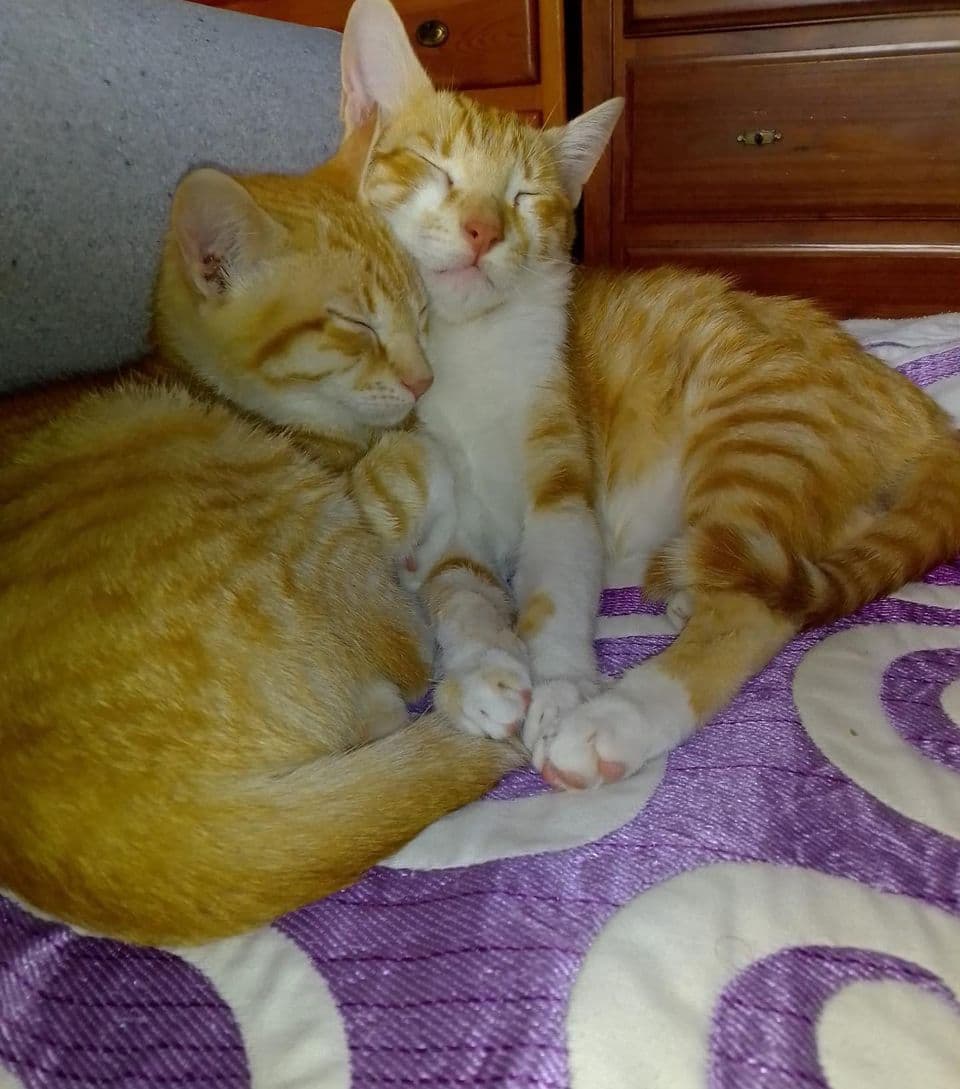 BIMBA Y LOLA ADOPTADOS