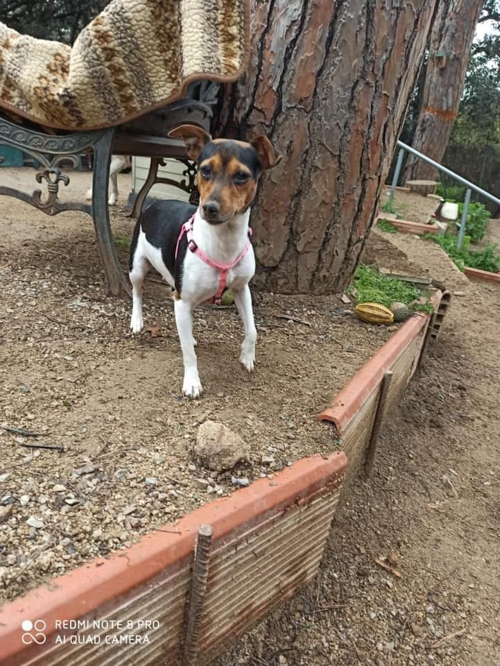 LOLA ADOPTADA!!! - Foto 1
