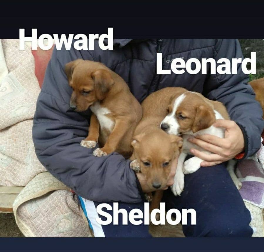 Estos peques buscan familia!