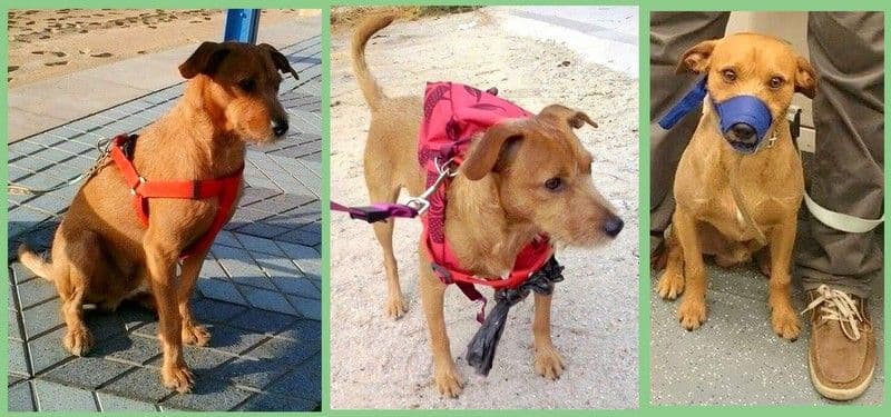 CHOCO adoptado!