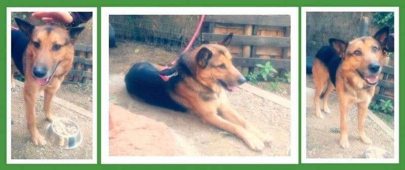 JACK adoptado!