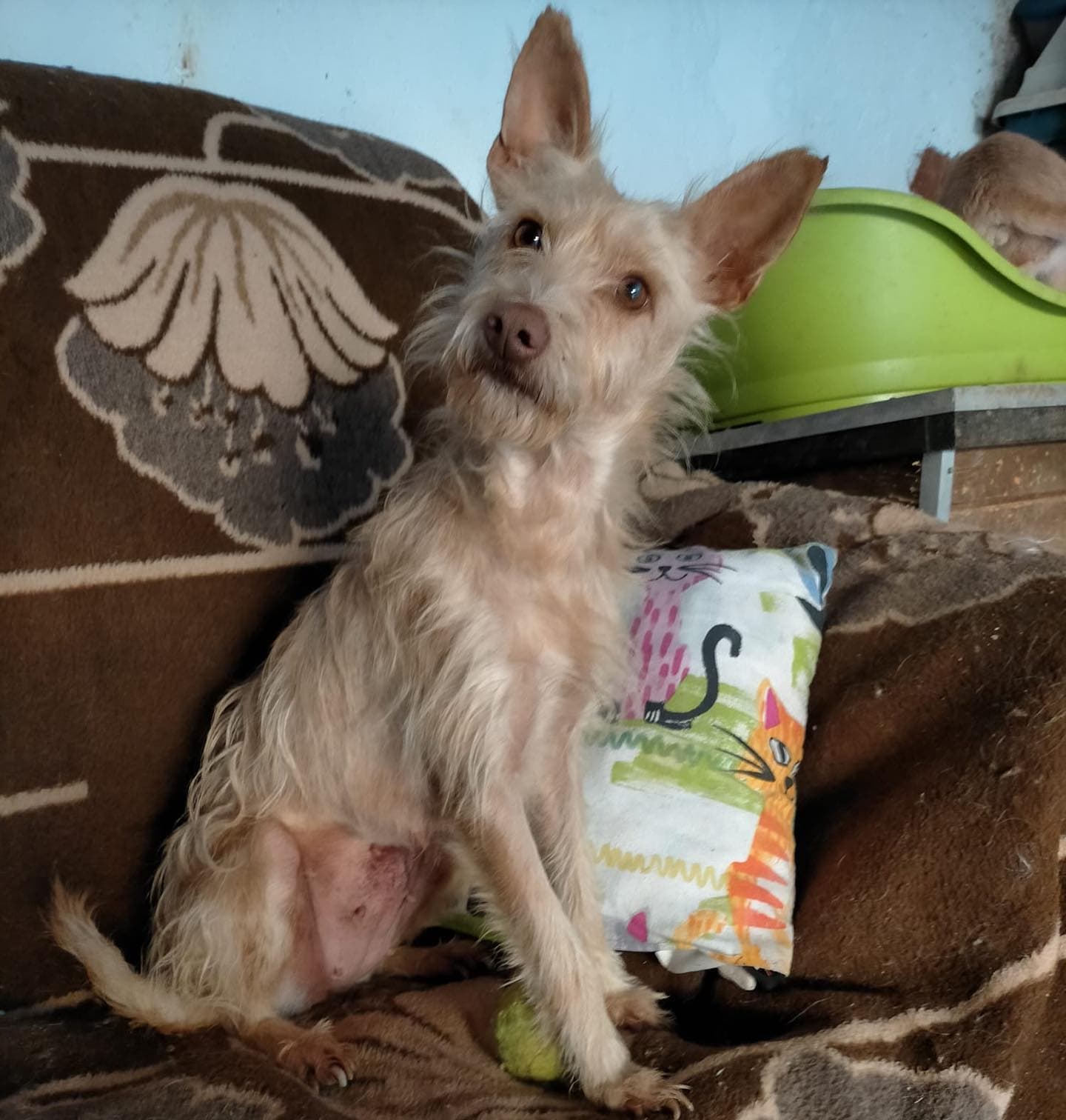 RISI ADOPTADO