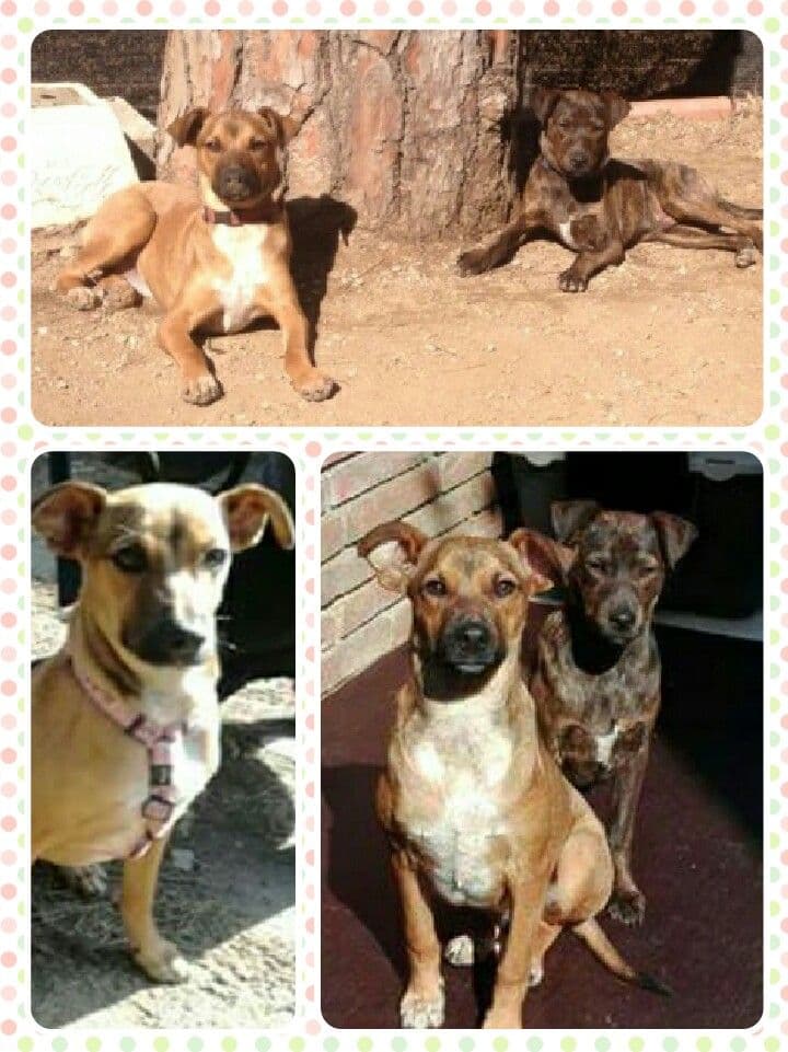 Arizona adoptada! - Foto 1