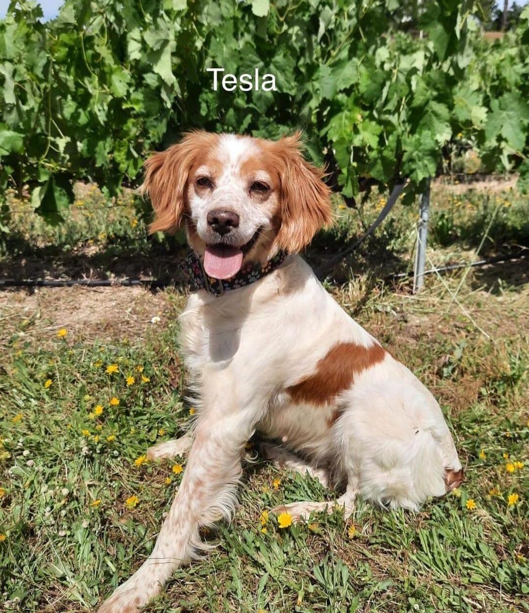 TESLA ADOPTADO