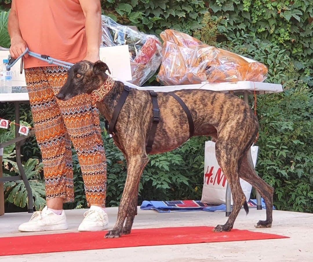 LUCKY ADOPTADO