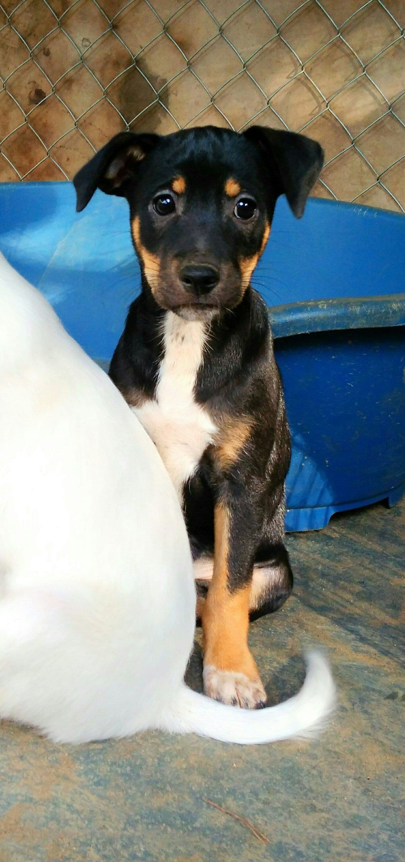 Elba adoptada!