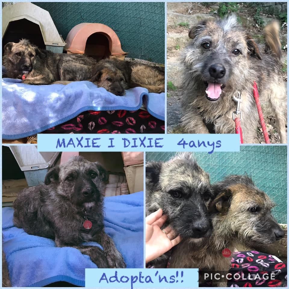 MAXIE I DIXIE EN ADOPCIÓN!