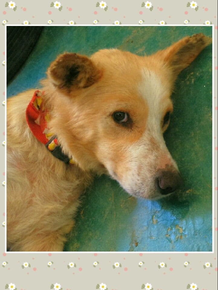 CHLOE adoptada!