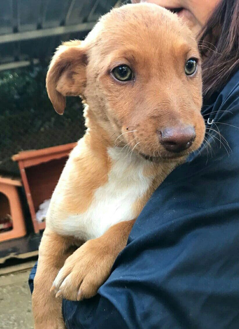 HANSEL adoptado!