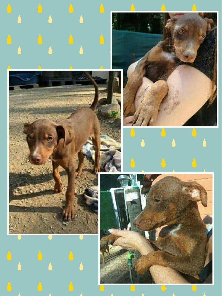 Togo ! - Foto 2