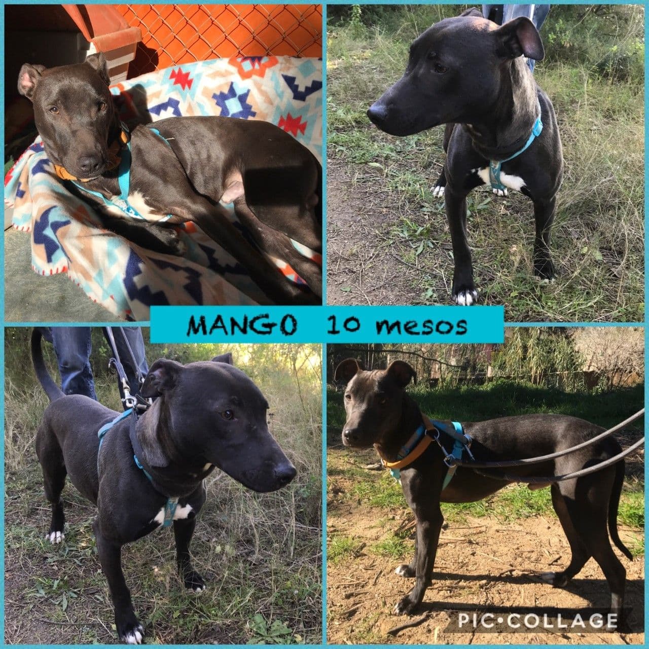 MANGO ADOPTADO!
