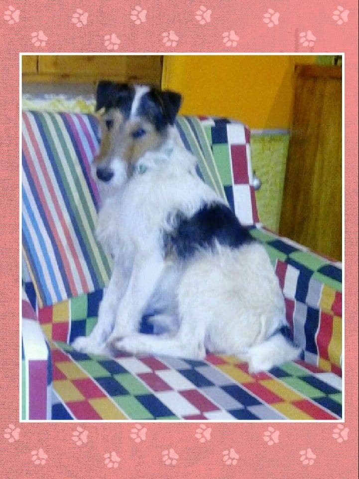PIRATA adoptado!