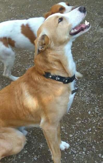TEO adoptado!