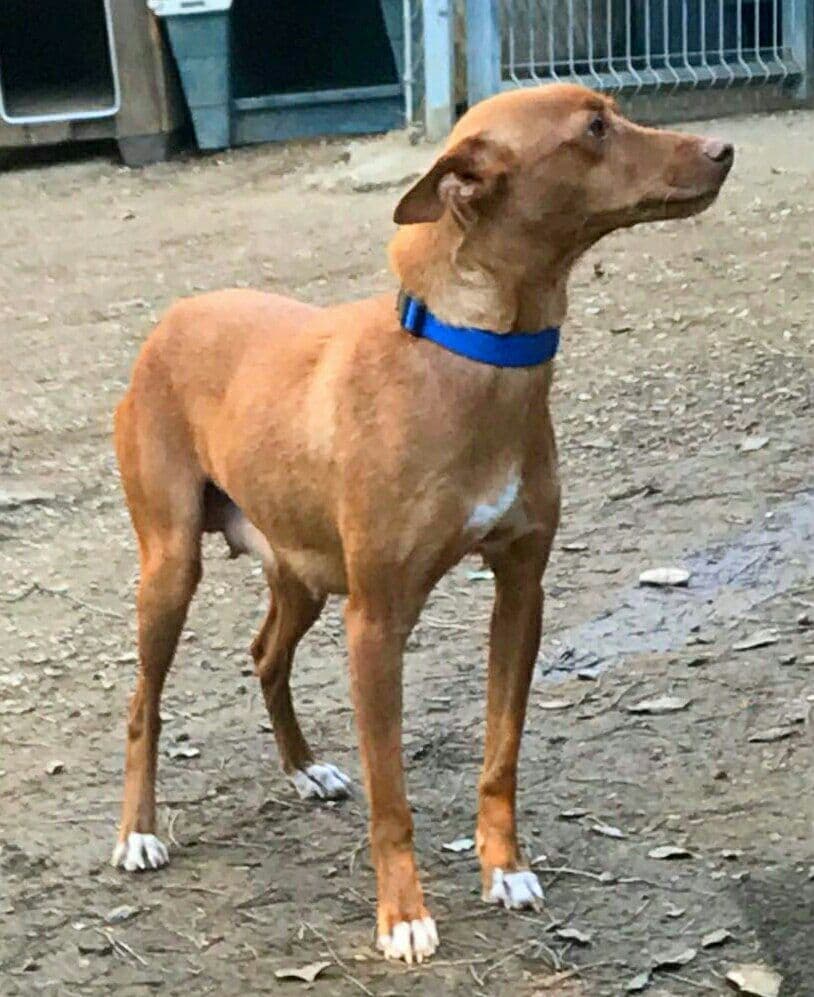 HERMIONE adoptada! - Foto 4