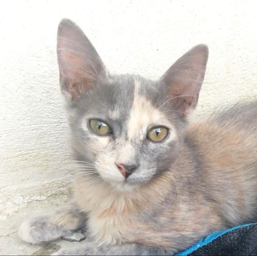 GRETEL ADOPTADA
