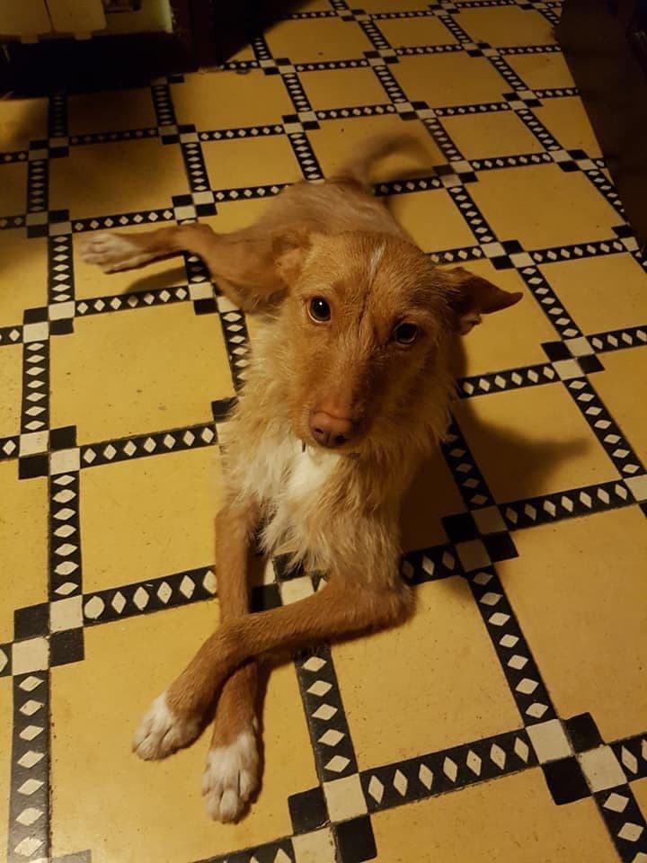 SISI ADOPTADA! - Foto 1