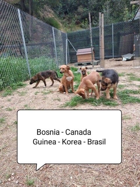 CANADÁ Y SUS BEBÉS ADOPTADOS!