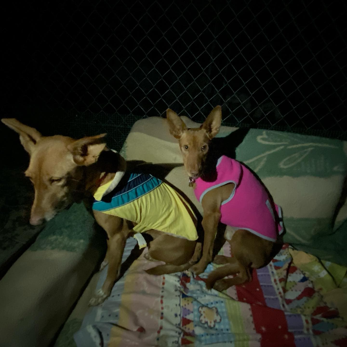 TITO Y NINA ADOPTADOS