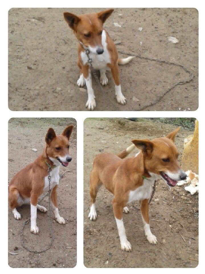 ASHA adoptada!