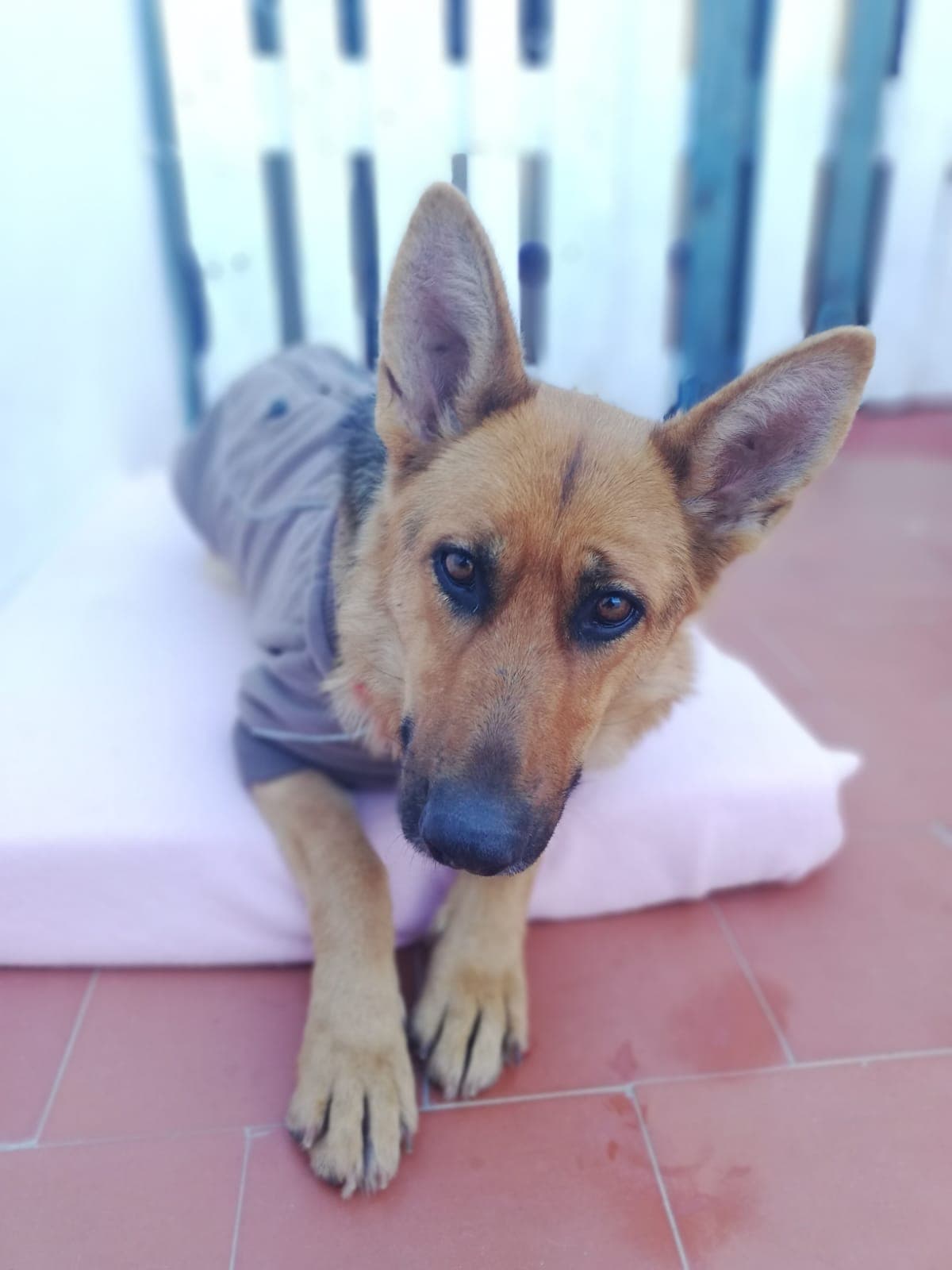 KIARA ADOPTADA
