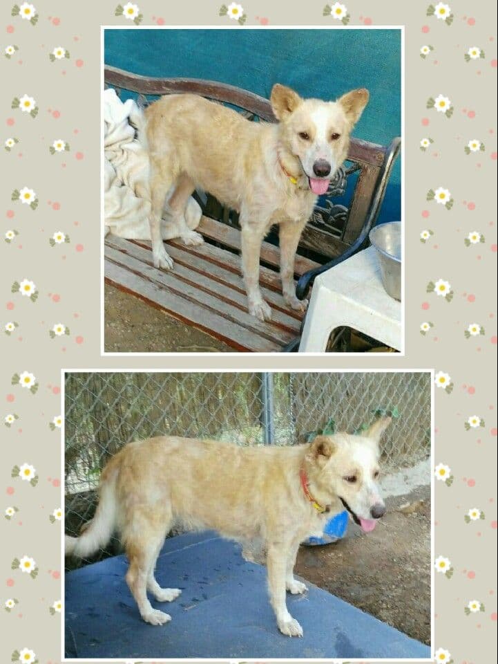 CHLOE adoptada! - Foto 1