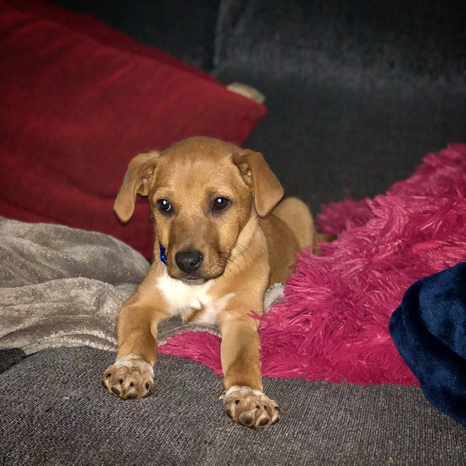 Sheldon adoptado!