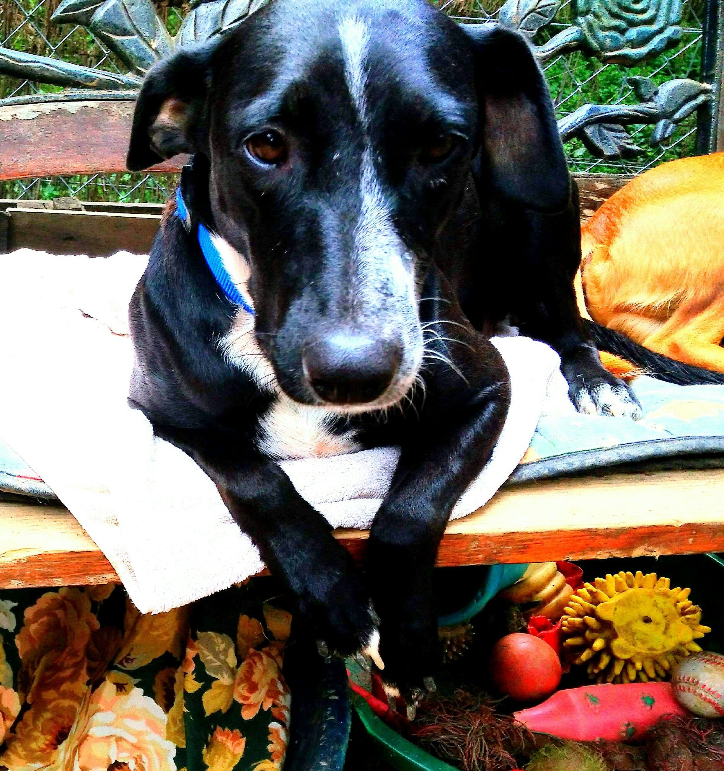 SENA adoptada! - Foto 3