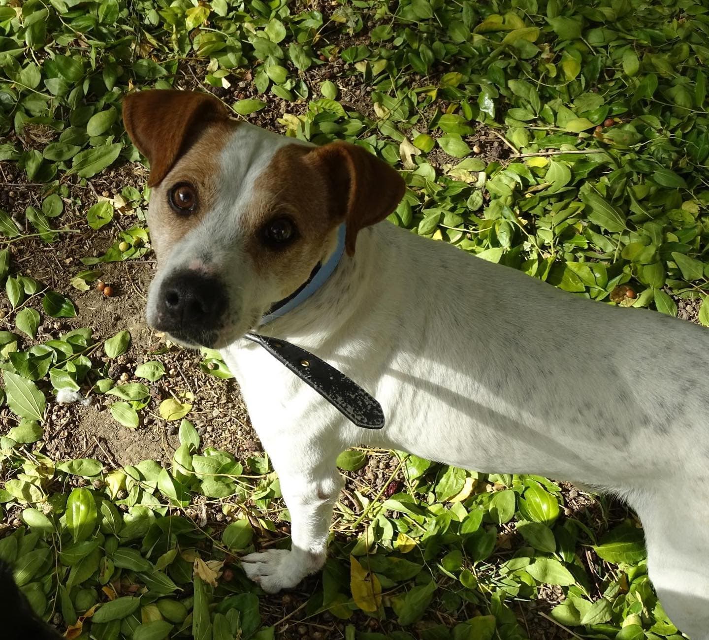 PANCHO - Foto 2