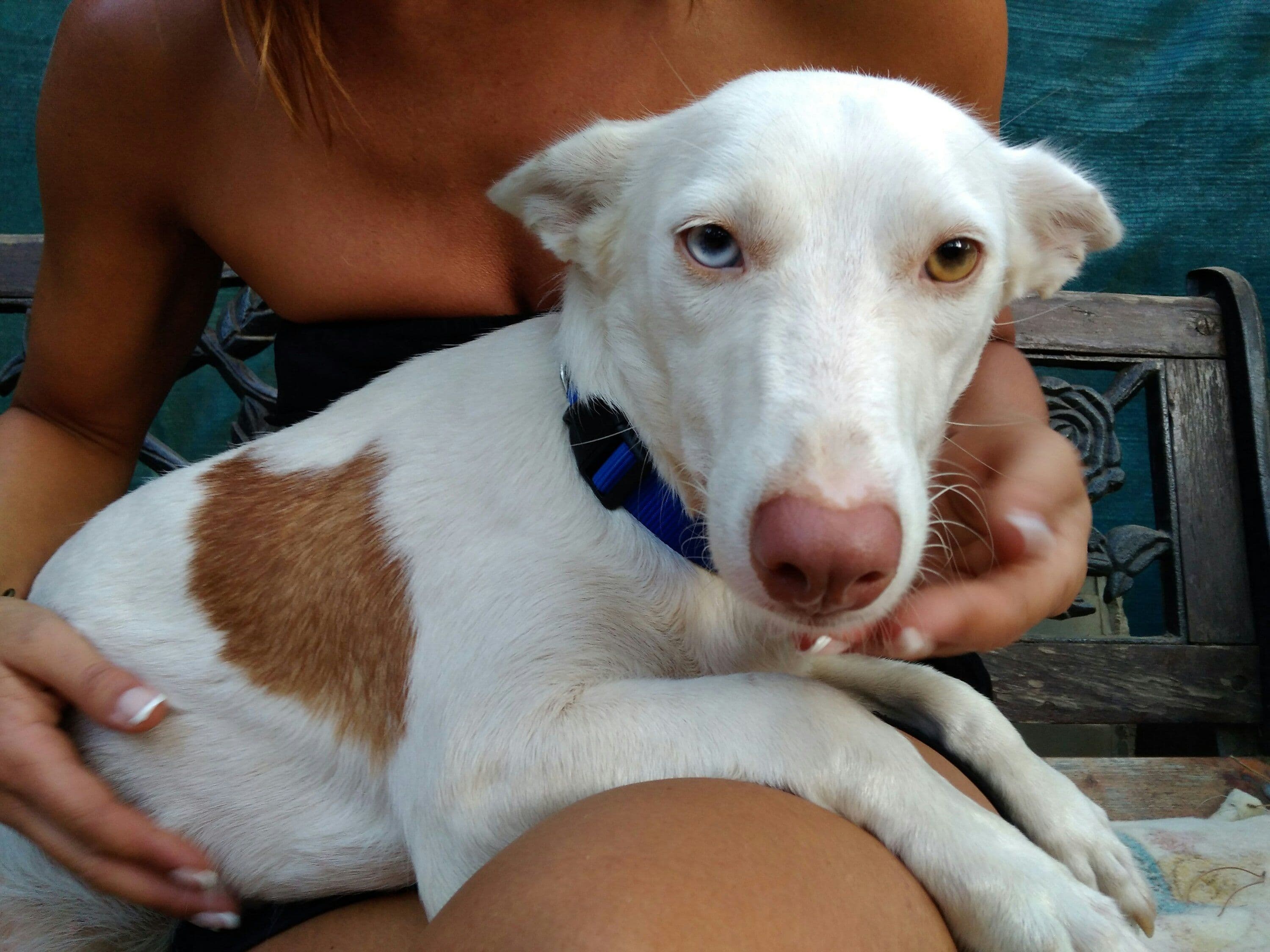 Nami adoptada! - Foto 3