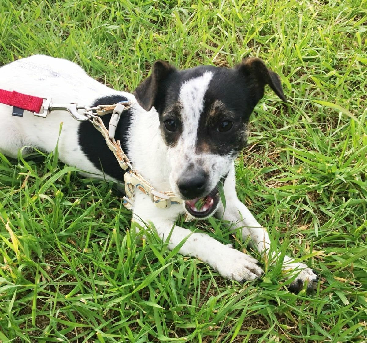 Pluto adoptado!